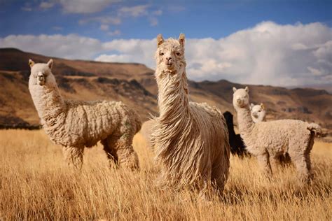 Do Llamas Like Music? And Other Llama-Related Conundrums