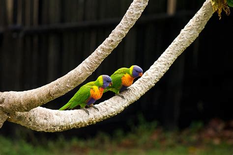 Do Parrots Like Music? An Examination of the Complex Relationship between Parrots and Melodic Rhythms